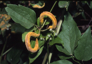 Puccinia?